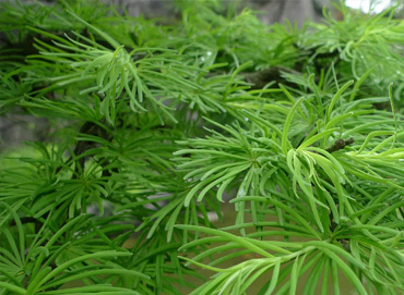 小瘾·绿野仙踪,川步村民宿,川步长寿村